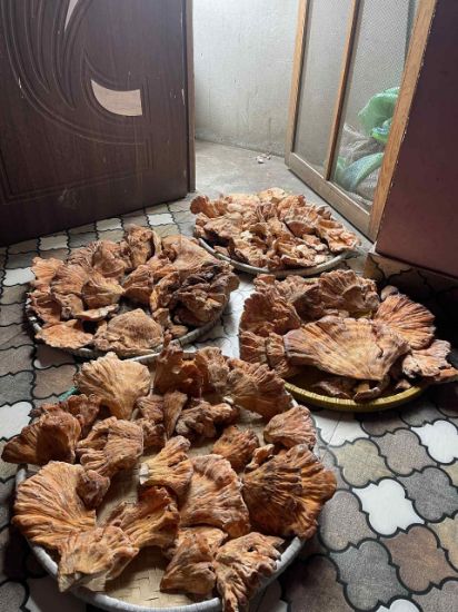 Picture of Red Mushroom