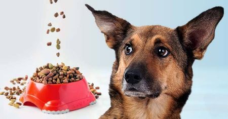 Picture for category Dog Food