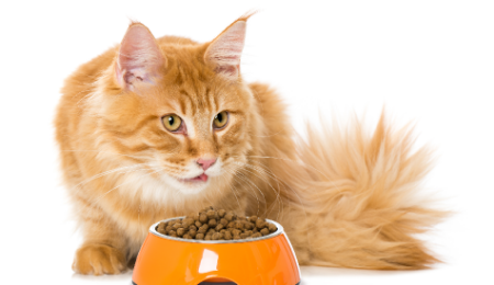 Picture for category Cat Food