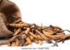 Picture of Yarsagumba/Cordyceps(यार्सागुम्बा)--1 piece