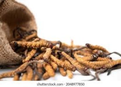 Picture of Yarsagumba/Cordyceps(यार्सागुम्बा)--1 piece