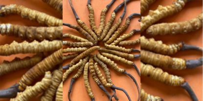 Picture of Yarsagumba/Cordyceps(यार्सागुम्बा)--1 piece
