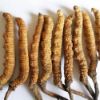 Picture of Yarsagumba/Cordyceps(यार्सागुम्बा)--1 piece