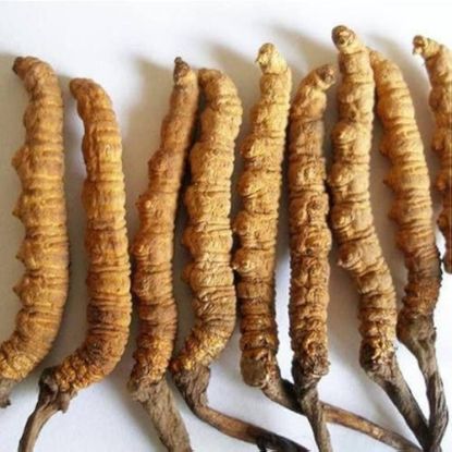 Picture of Yarsagumba/Cordyceps(यार्सागुम्बा)--1 piece