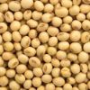 Picture of Soybean (भटमास ) 1 KG