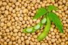 Picture of Soybean (भटमास ) 1 KG