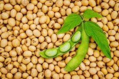 Picture of Soybean (भटमास ) 1 KG